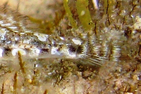 Pomatoschistus bathi