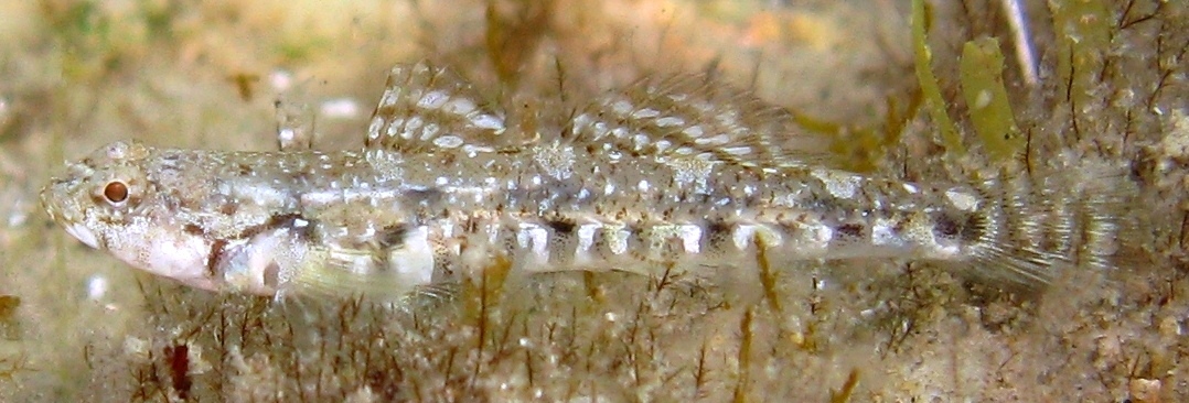 Pomatoschistus bathi