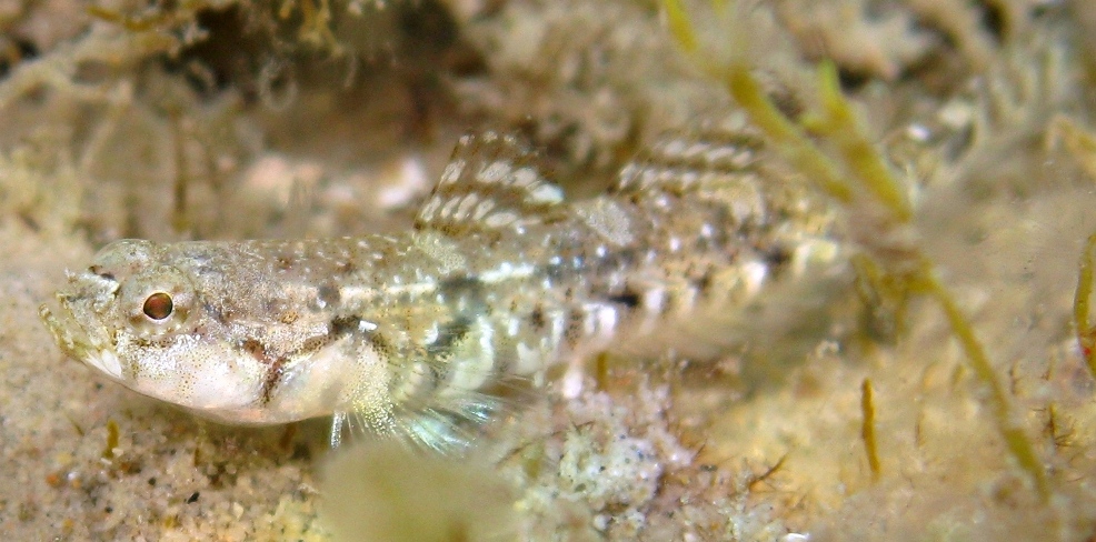 Pomatoschistus bathi