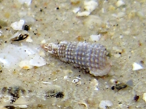 Bittium cf. scabrum