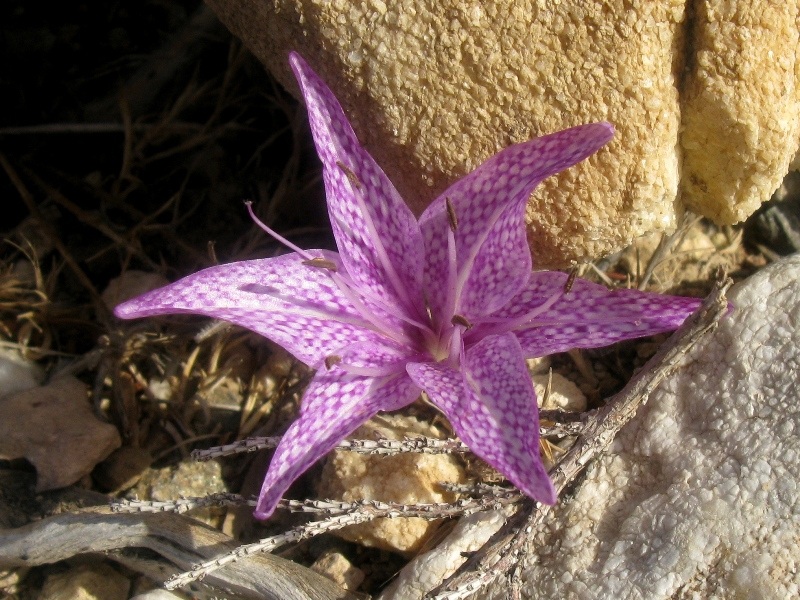 Fiore greco - Colchicum variegatum
