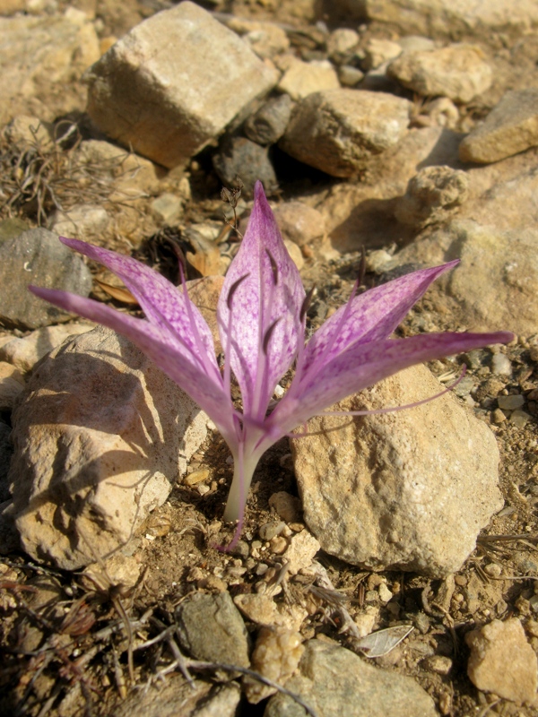 Fiore greco - Colchicum variegatum