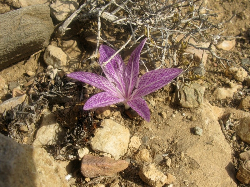 Fiore greco - Colchicum variegatum