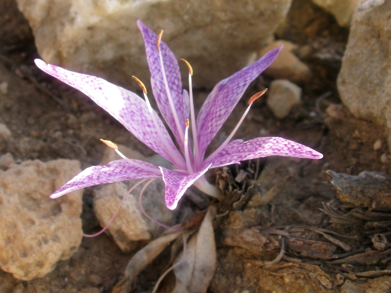 Fiore greco - Colchicum variegatum