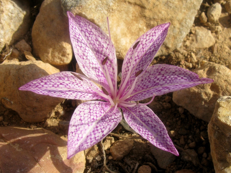 Fiore greco - Colchicum variegatum