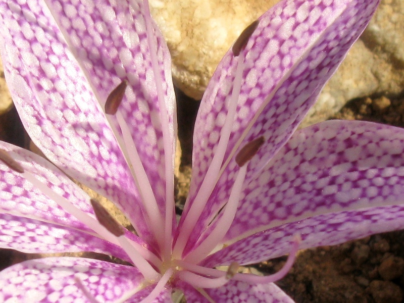 Fiore greco - Colchicum variegatum
