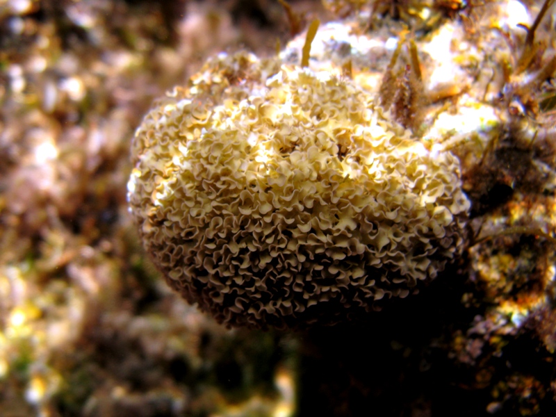 Lithophyllum tortuosum