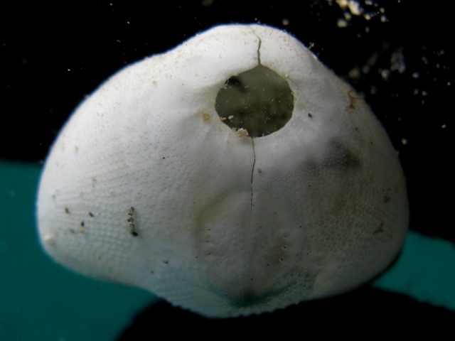 Echinocardium fenauxi: teche ed esemplare vivo