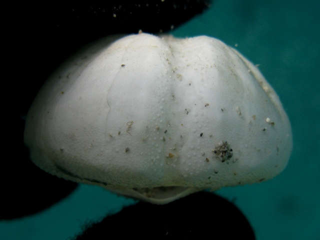 Echinocardium fenauxi: teche ed esemplare vivo