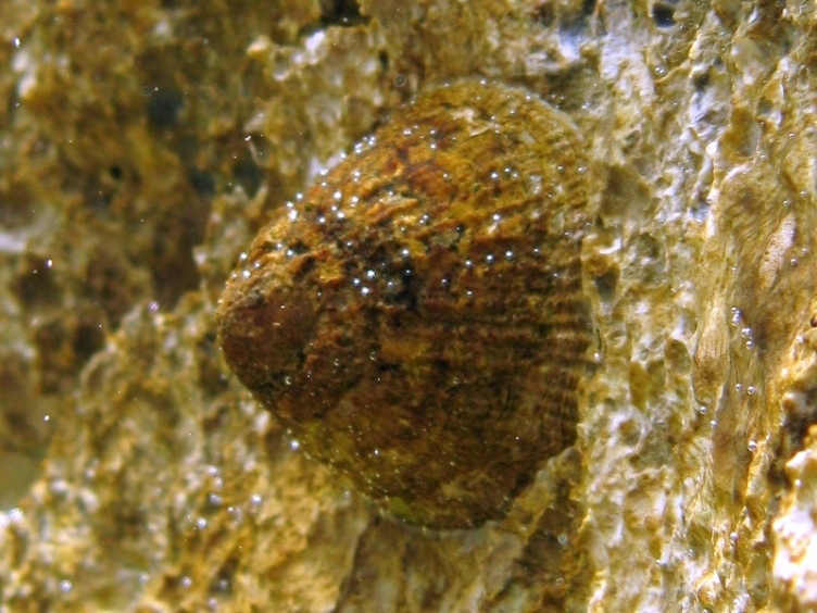 Patella rustica