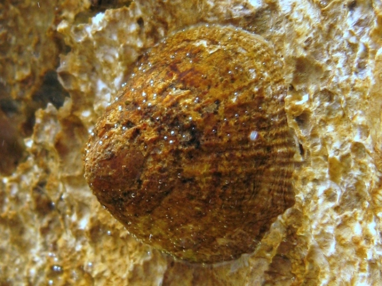 Patella rustica
