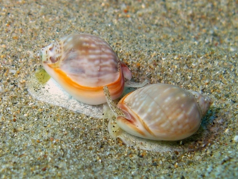 Nassarius gibbosulus