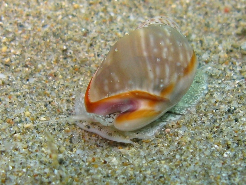 Nassarius gibbosulus