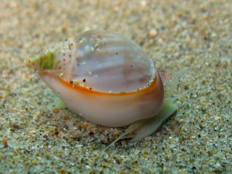 Nassarius gibbosulus