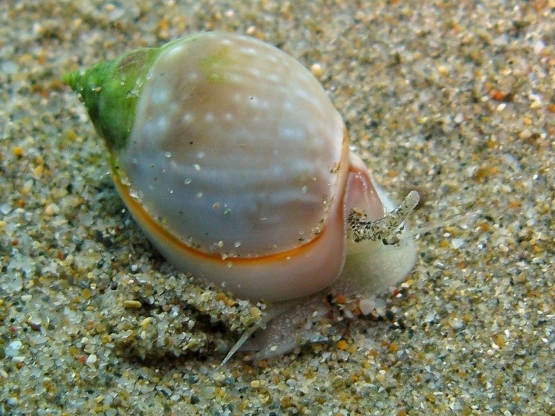 Nassarius gibbosulus