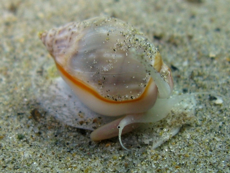 Nassarius gibbosulus