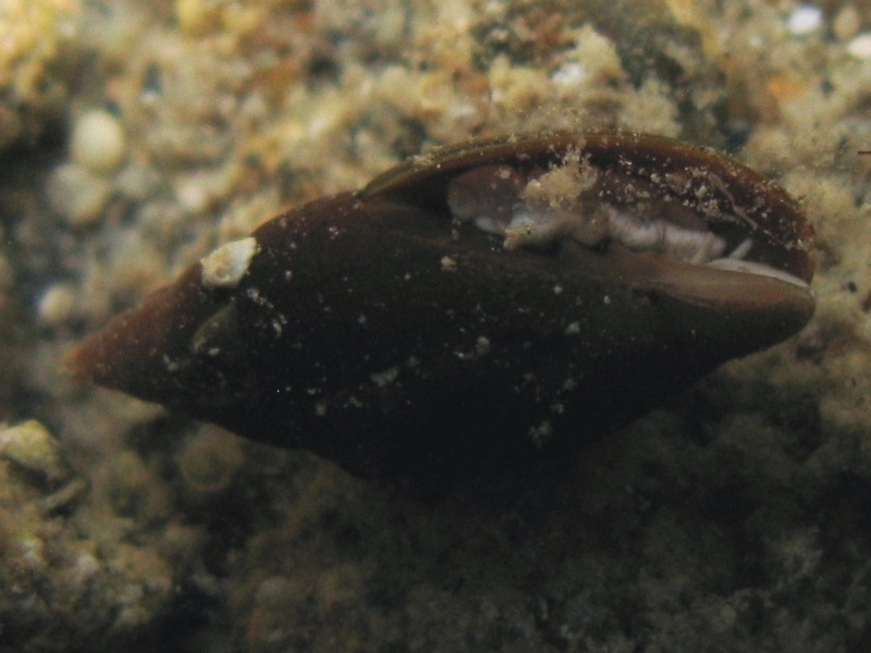 Mitra cornicula