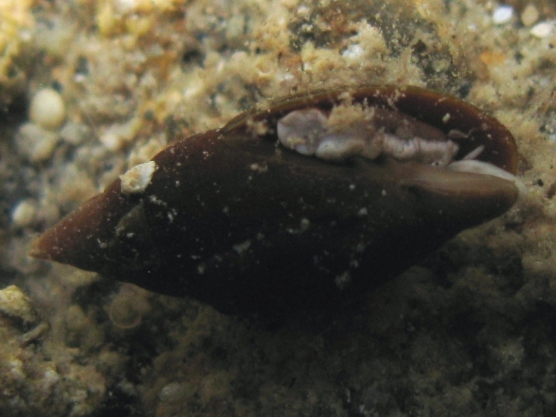 Mitra cornicula