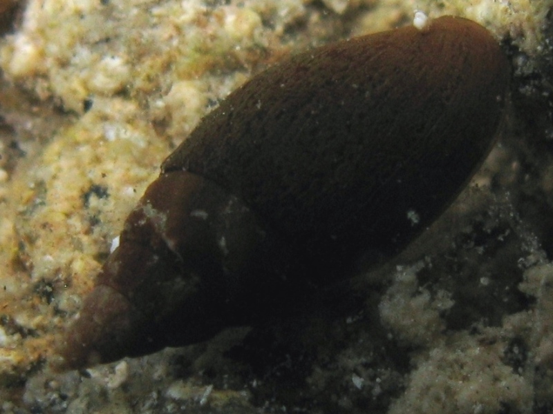 Mitra cornicula