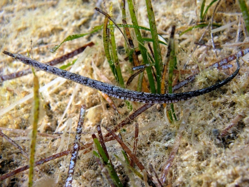 Syngnathus abaster (Risso, 1827)