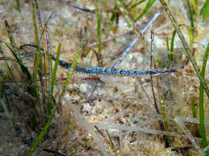 Syngnathus abaster (Risso, 1827)