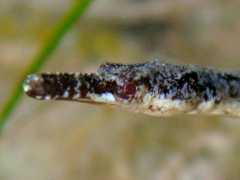 Syngnathus abaster (Risso, 1827)