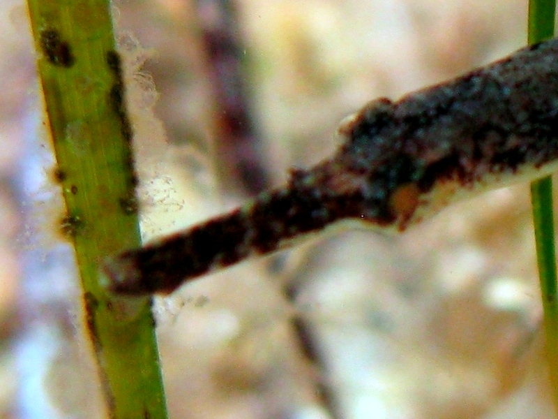Syngnathus abaster (Risso, 1827)