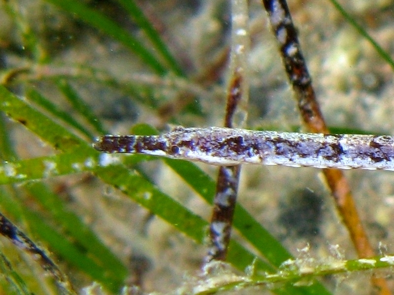 Syngnathus abaster (Risso, 1827)