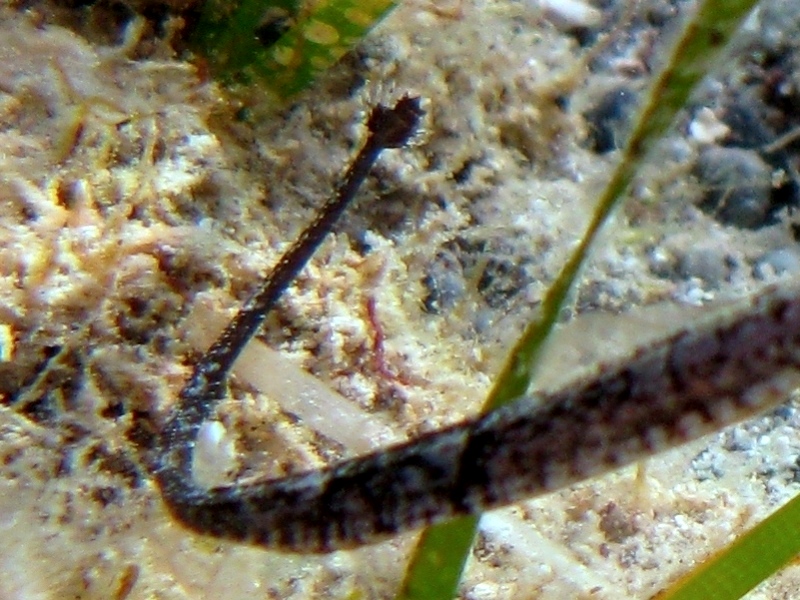 Syngnathus abaster (Risso, 1827)