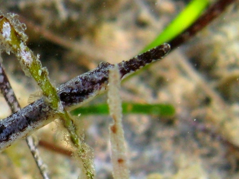 Syngnathus abaster (Risso, 1827)