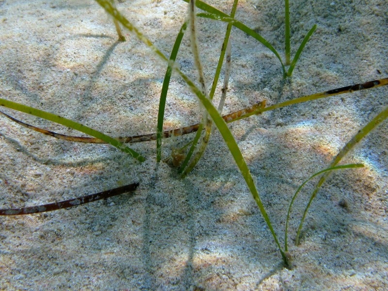 Cymodocea nodosa (Ascherson, 1869)