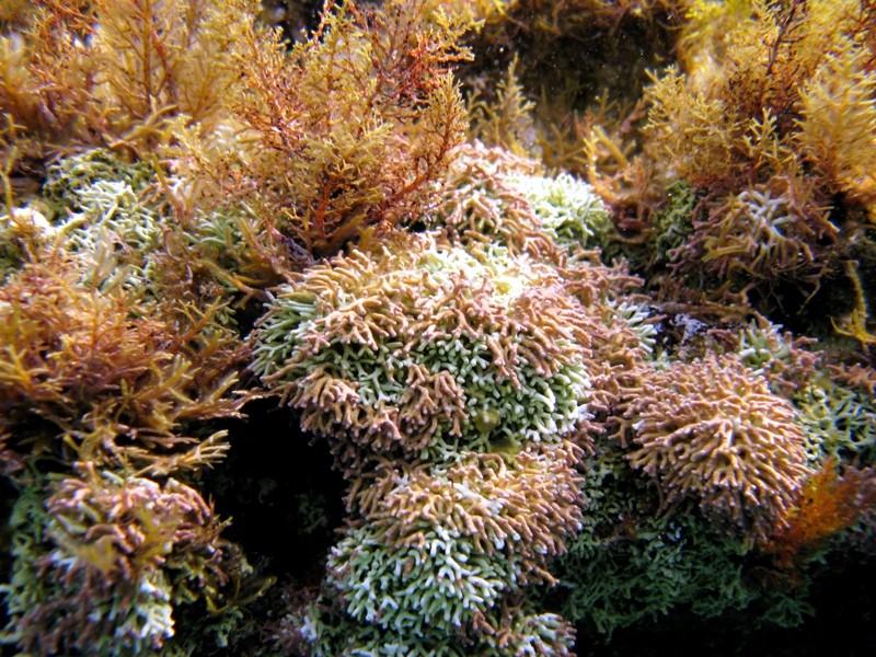 Titanoderma trochanter