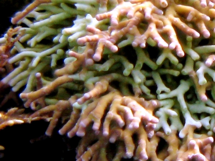 Titanoderma trochanter