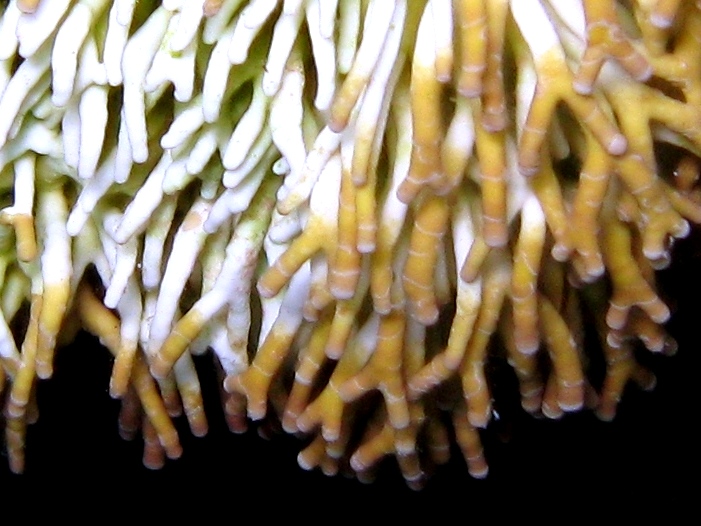 Titanoderma trochanter
