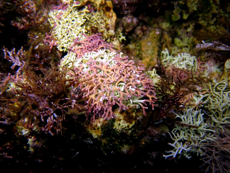 Titanoderma trochanter