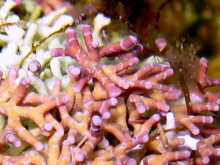Titanoderma trochanter