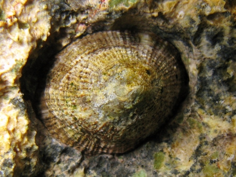 Patella rustica