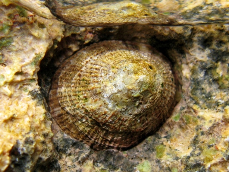 Patella rustica