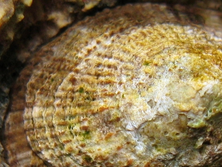 Patella rustica