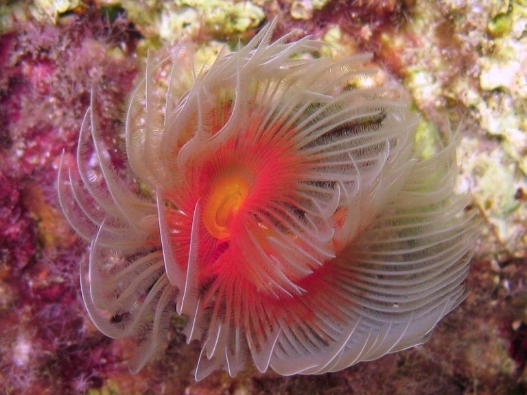 Protula tubularia
