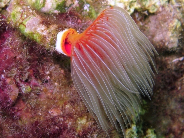 Protula tubularia