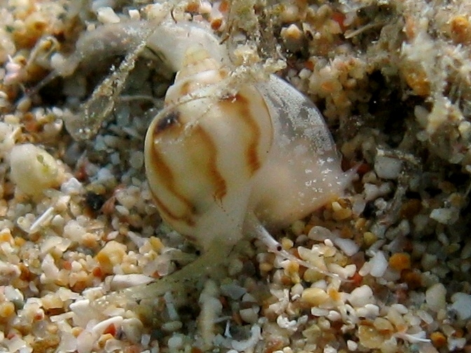 Giovanile di Nassarius mutabilis