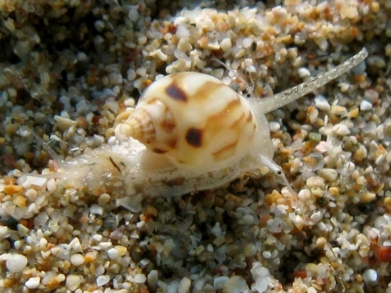 Giovanile di Nassarius mutabilis