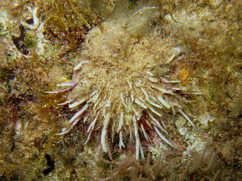 Spondylus gaederopus