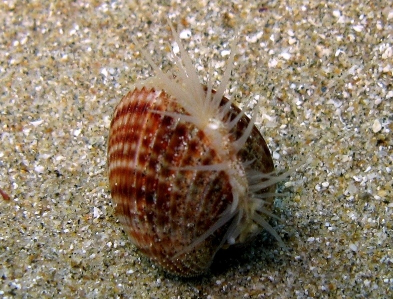 Acanthocardia tuberculata