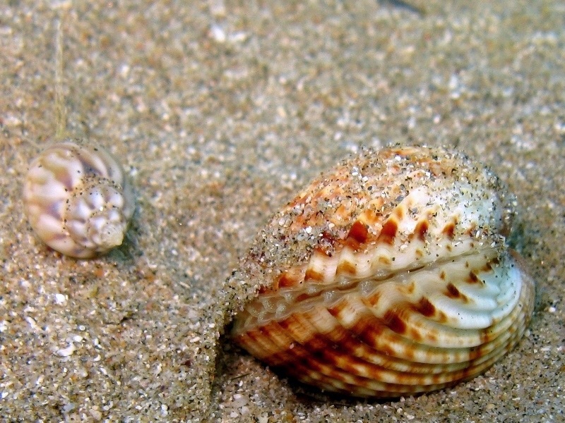 Acanthocardia tuberculata