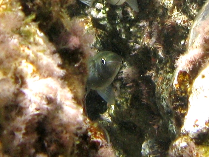 Oedalechilus labeo