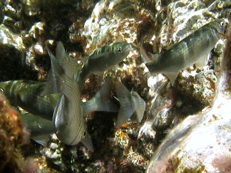 Oedalechilus labeo