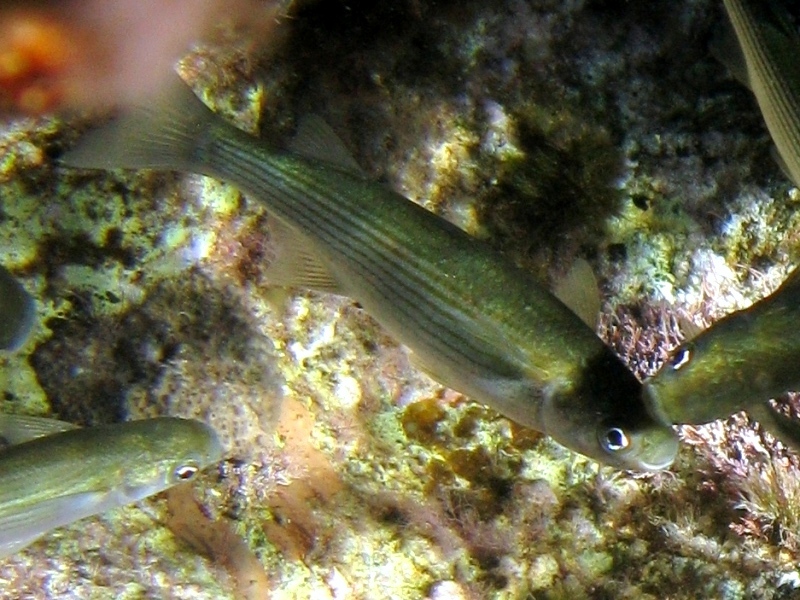 Oedalechilus labeo