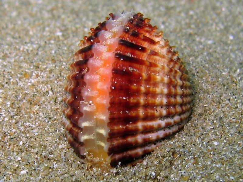 Acanthocardia tuberculata